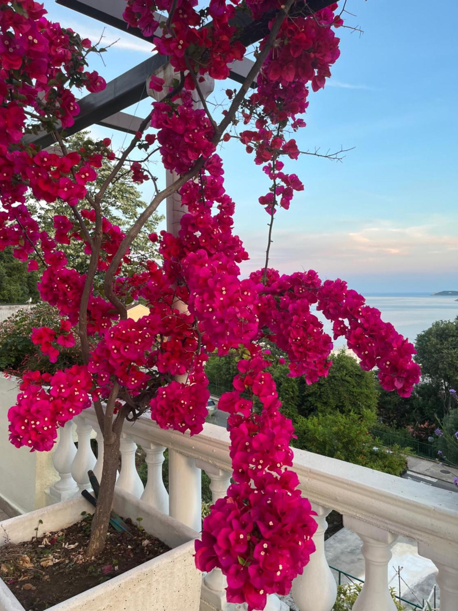 Apartments Herceg Novi Luaran gambar